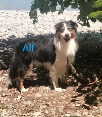 Étalon Berger Australien - Udo dit alf (Sans Affixe)
