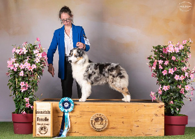 Étalon Berger Australien - U're the one that i want du Feeling de Nolister