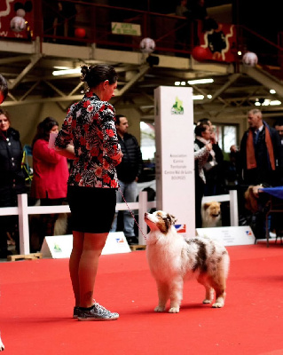 Étalon Berger Australien - Vla les paillettes ds ta-vie De L'Aussie Happy