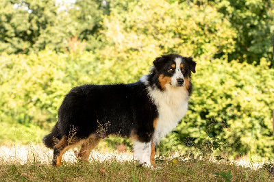 Étalon Berger Australien - Victoire Bel'houria