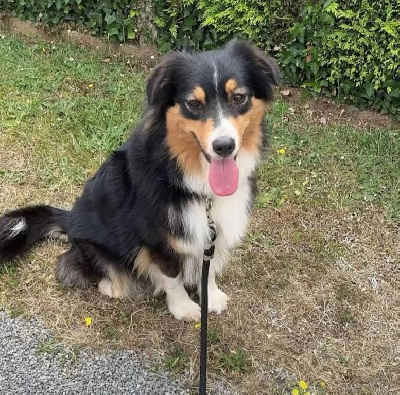 Étalon Berger Australien - Unidimensionnelle comete du Pays de l'Auvézère