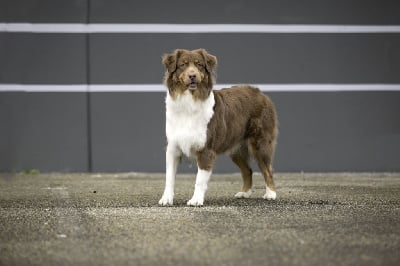 Étalon Berger Australien - My little princess du Jardin des Heliades