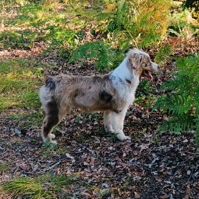Étalon Berger Australien - Âme soeur des Ancêtres Sauvages
