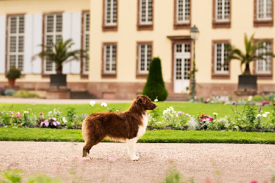 Étalon Berger Australien - Vicomtesse queen charlotte The Dark Enchantress