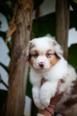 Étalon Berger Australien - A ground of thuth (abraham) Dark Secret Garden