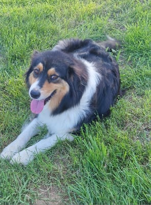 Étalon Berger Australien - Uzzy (Sans Affixe)