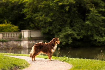 Étalon Berger Australien - Travel to my world my flower de nanj'kaibloom