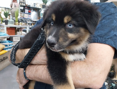 Étalon Berger Australien - Scooby Des Highlands Du Sud
