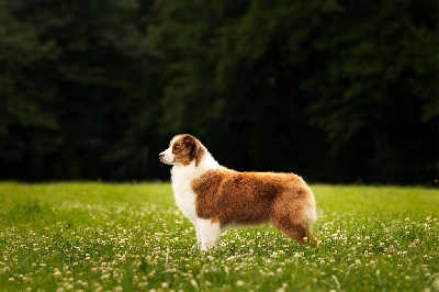 Étalon Berger Australien - Venice queen De La Tour Brune