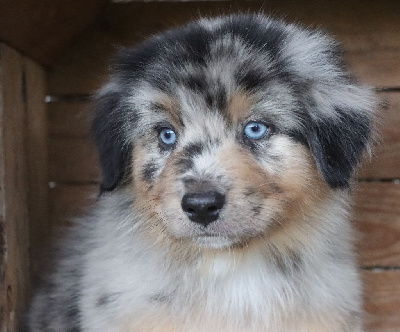 Étalon Berger Australien - Sky Des Highlands Du Sud