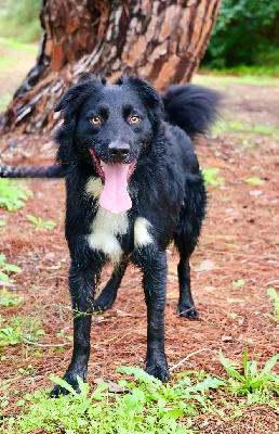 Étalon Berger Australien - Ultimate Of The Sheperds' Symphony
