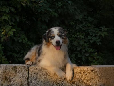 Étalon Berger Australien - Grey chrystal light