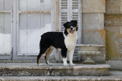 Étalon Berger Australien - Vermont equinox Of Low Highland