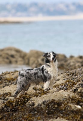 Étalon Berger Australien - Put the pedal to the metal of Angel'Crossings