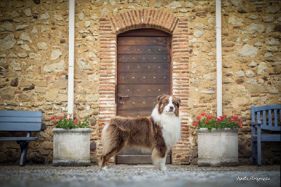 Étalon Berger Australien - Unchain my heart From The Sweet Dream Of A Lifetime