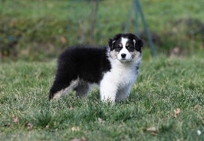 Étalon Berger Australien - Virginia emporia Of Low Highland