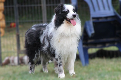 Étalon Berger Australien - Ugo boss Of Little Blue Stars