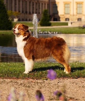 Étalon Berger Australien - CH. brighttouch Amber sunrise