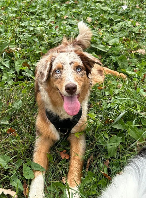 Étalon Berger Australien - Sienne Des Highlands Du Sud