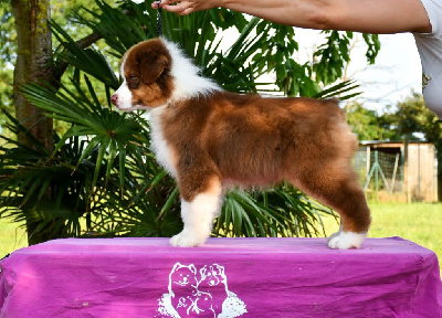 Étalon Berger Australien - A star is born du chemin de la belle etoile