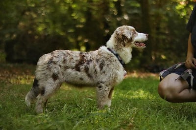 Étalon Berger Australien - Astronomy Alaskan call apaay