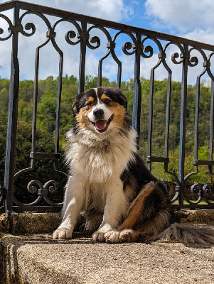 Étalon Berger Australien - Au Cloître De Solignac Tiana dite t'stella