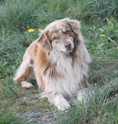 Étalon Berger Australien - T'trop beau Good Spotted Paradise