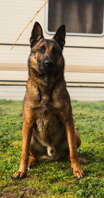 Étalon Berger Belge - Tanos du vallon des serps