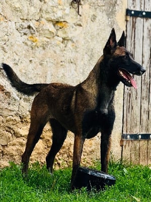 Étalon Berger Belge - Victoria ùnica Vom Mond Schwarz