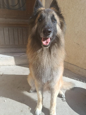 Étalon Berger Belge - T'alakeyh (Sans Affixe)