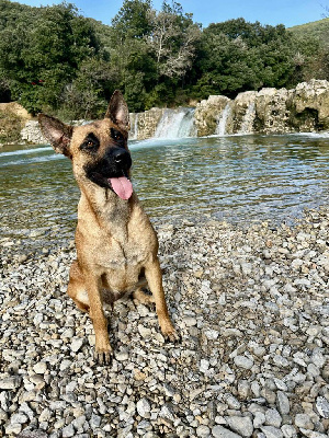Étalon Berger Belge - U tina Du Chemin Des Complices