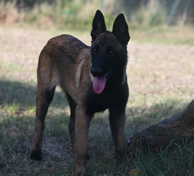Étalon Berger Belge - Avha des Nuits de Reves