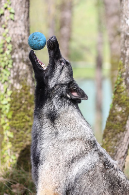 Étalon Berger Belge - Phoenix De La Foret Noir Et Feu