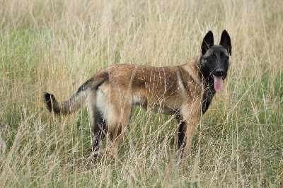Étalon Berger Belge - Ranjana des Loups de Saint-Benoît