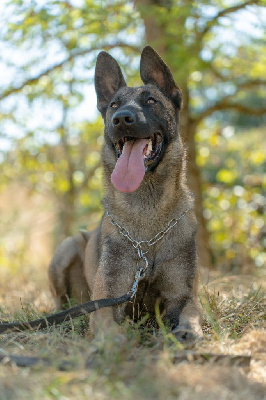 Étalon Berger Belge - Sky Du Domaine De Poumecoste