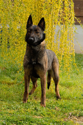 Étalon Berger Belge - Urbane legende du vallon des serps