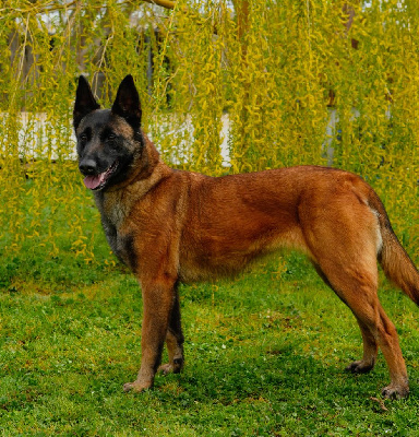 Étalon Berger Belge - Shelby du vallon des serps
