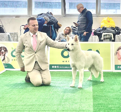 Étalon Berger Blanc Suisse - Kiss of glory von king's silbertal