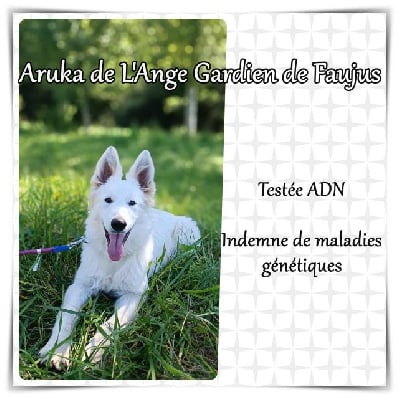 Étalon Berger Blanc Suisse - Aruka de l'ange Gardien de Faujus