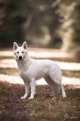 Étalon Berger Blanc Suisse - CH. Rimell Du Lac De Garm