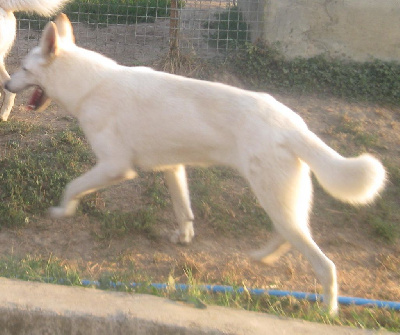 Étalon Berger Blanc Suisse - Vizir Du Domaine Des Beautés Divines