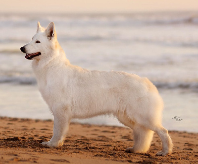 Étalon Berger Blanc Suisse - Telline du petit Duc Victoria