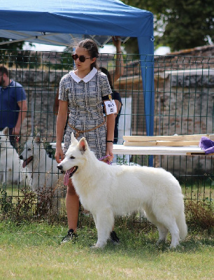Étalon Berger Blanc Suisse - CH. Victory to my king sabba Entre Ciel Et Terre