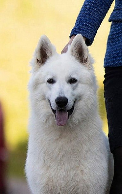 Étalon Berger Blanc Suisse - CH. Success Du Lac De Garm