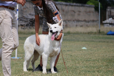 Étalon Berger Blanc Suisse - Victory to yowkebed's god du Domaine Des Pertins