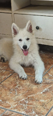 Étalon Berger Blanc Suisse - Arizona Legends of Marwarita