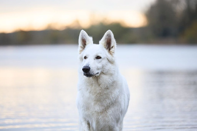 Étalon Berger Blanc Suisse - Utopie du Domaine de Nox'well