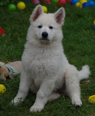 Étalon Berger Blanc Suisse - Alcea alba des fantômes de la nuit