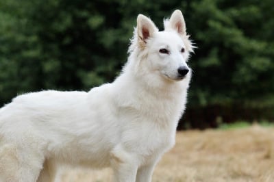 Étalon Berger Blanc Suisse - Voici Venue « Kalyne » du Flo des Roses