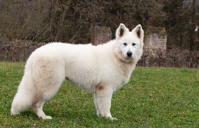 Étalon Berger Blanc Suisse - Vita des Trois Land
